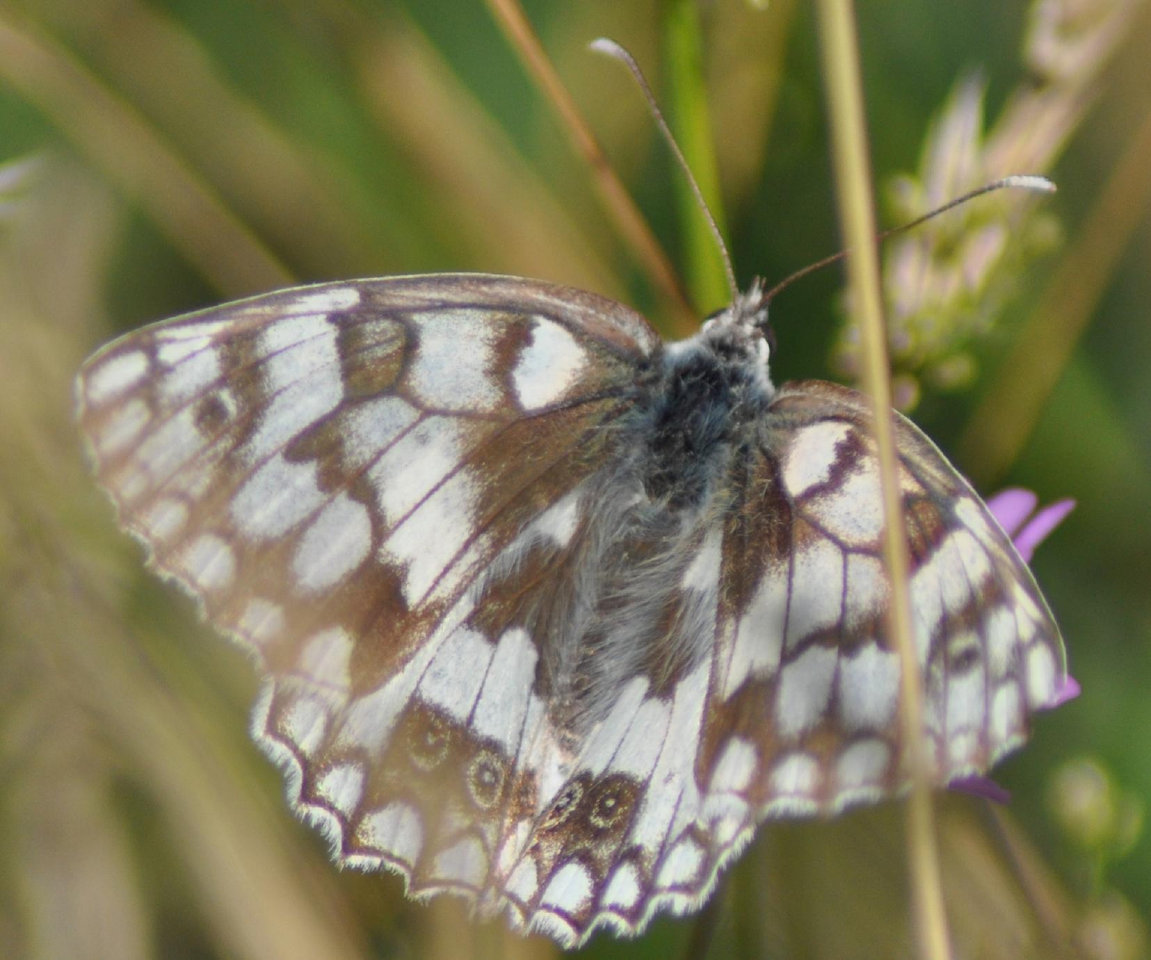 Melanargia russiae?